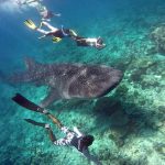 Scubaspa Maldives - Snorkeling avec un requin-baleine
