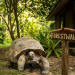 Denis Island Private Seychelles - Une tortue géante