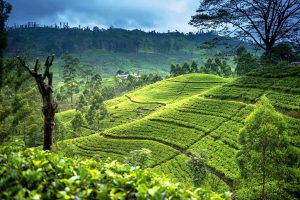 Circuit découverte du Sri Lanka - Région du thé de Nuwara Eliya