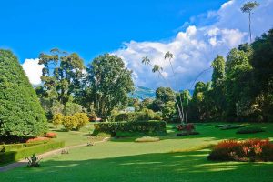Circuit découverte du Sri Lanka - Jardin botanique de Peradeniya