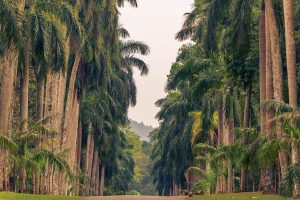 Circuit découverte du Sri Lanka - Une allée dans le jardin botanique de Peradeniya