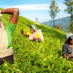 Circuit découverte du Sri Lanka - Récolte du thé