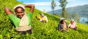 Circuit découverte du Sri Lanka - Récolte du thé