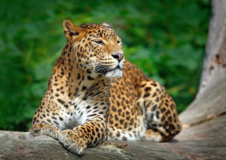 Circuit Nature Sri Lanka - Un léopard