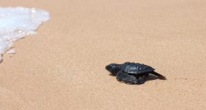 Sri Lanka - Bébé tortue