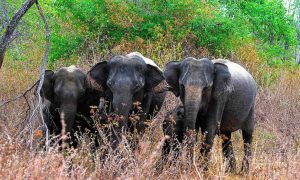 Udawalawe - Éléphants