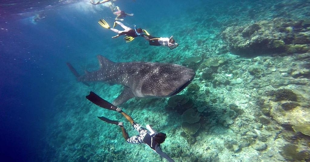 Maldives en Famille - Excursion snorkeling requin-baleine