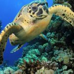 Scubaspa Maldives - Plongée et tortue