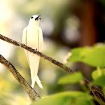 Denis Island Private Seychelles - Une Sternula Néréis