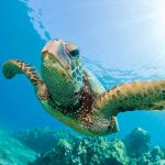 Denis Island Private Seychelles - Une tortue de mer