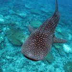 LUX South Ari Atoll - Un requin-baleine vu lors d'une excursion