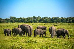 Circuit découverte du Sri Lanka - Éléphants dans le parc national de Minneriya