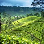 Circuit découverte du Sri Lanka - Région du thé de Nuwara Eliya
