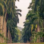 Circuit découverte du Sri Lanka - Une allée dans le jardin botanique de Peradeniya