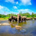 Circuit Grand Tour du Sri Lanka - Orphelinat d'éléphants de Pinnawala