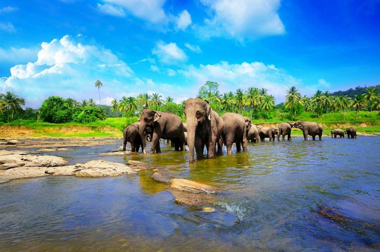 Circuit Grand Tour du Sri Lanka - Orphelinat d'éléphants de Pinnawala