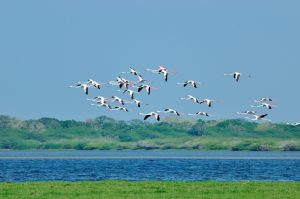 Bundala - Flamants Roses