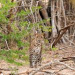 Parc national de Yala - Léopard