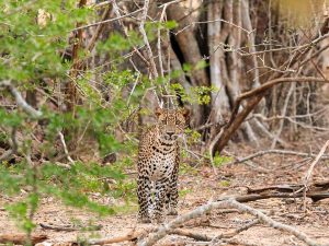 Parc national de Yala - Léopard