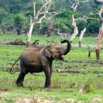 Parc National de Yala - Éléphant
