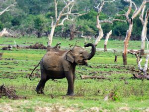 Parc National de Yala - Éléphant