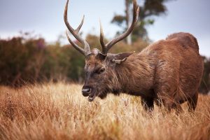 Horton Plains - Cerf