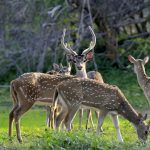 Parc national de Yala - Daims tachetés