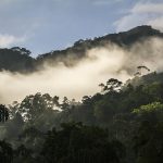 Sinharaja - Forêt tropicale