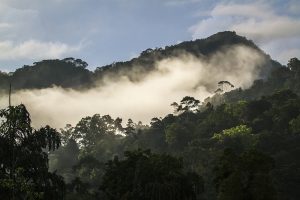 Sinharaja - Forêt tropicale