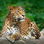 Circuit Nature Sri Lanka - Un léopard